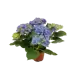 Гортензия Макрофила Early Blue ø14 h40 см