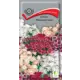 Семена цветов Поиск флокс Мерцающая звезда