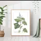 Постер 28 картин "Растение мята" 50x70 см в подарочном тубусе без рамы