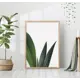 Постер 28 картин "Сансевиерия листья" 50x40 см без рамы