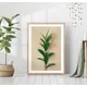 Постер 28 картин "Растение Рускус" 70x50 см без рамы