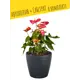 Кашпо настольное с автополивом Lechuza Classico Color 18 13263 5 л