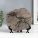 Фигурка сувенирная Simaland "Окаменелости, Скелет птеродактиля" 10x22x19.5 см