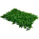 Фитопанно Зелёный бархат 40x60