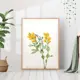 Постер 28 картин "Желтые цветы" 70x50 см в тубусе без рамы