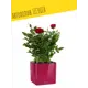Кашпо настольное с автополивом Lechuza Cube Glossy Kiss 14 13514