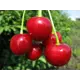 Вишня сортовая Любская ø22 h90 см