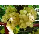 Смородина Смоляниновская Белая ø15 h30 см
