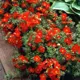 Лапчатка кустарниковая «Ред Эис», С3/20-40 см