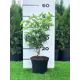 Сирень Флортен Степмен ø19 см h40-60 см