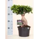 Фикус Джинсенг микс ø19 h40 см