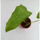 Калатея Нетворк ø9 h45 см