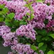 Сирень Мейера П ø17 h50 см