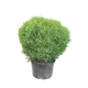 Туя Хозери h20 см