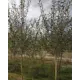 Ива белая h400 - 500 см