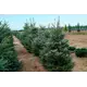 Пихта Кореана h100 - 120 см
