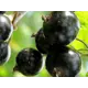 Смородина черная Шаровидная ø17 h40 см