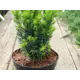 Тис средний Хикси h20 - 30 см
