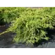 Можжевельник Пфитц Ауреа h20 - 40 см