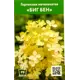 Гортензия Биг Бен ø9 см h55 см