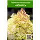 Гортензия Юник ø9 см h55 см