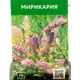 Мирикария ø9 см h35 см