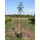 Рябина обыкновенная ø36 h250 - 300 см
