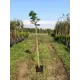 Клен остролистный ø28 h150 - 250 см