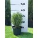 Туя Литл Джем ø19 h20 - 40 см