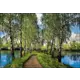 Фотообои Vostorg № 222 Березовая дорожка 294x201 см