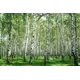 Фотообои Vostorg № 287 Березовая роща 392x260 см