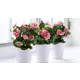 Бегония Эксклюзив ø14 h20 см