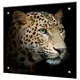 Стеновая панель Borntoprint Леопард 60x50x4 см закаленное стекло цвет прозрачный