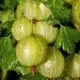 Крыжовник Мукуринес, Р9