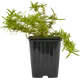Флокс шиловидный 15 см
