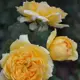 Роза парковая Жоэль Маруани ø15 h40 см