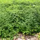 Стефанандра Танаки ø15 h20 см