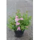 Спирея японская Литл Принцес ø15 h15 см
