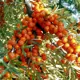 Облепиха Ажурная ø22 h20 - 40 см