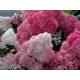 Гортензия метельчатая Сандей Фрейз ø14 h25 см