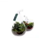Композиция в стеклянных фруктах ø18 h25 см