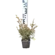 Туя Столвик ø10 см h20 - 40 см