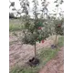 Яблоня Мельба ø22 h125 - 150 см
