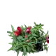 Львиный зев ø6 h17 см