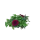 Петуния ø6 h17 см