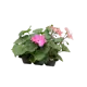 Пеларгония микс ø6 h17 см
