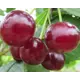 Вишня Гриот Белорусский ø22 h125 - 150 см