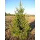 Ель обыкновенная формированная h120 - 140 см