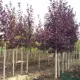 Черемуха Шуберта h150 - 200 см