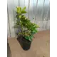 Рододендрон Катевб Грандифлор ø13 h20 - 40 см
